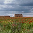 Campo de amapolas en Tierra de Campos