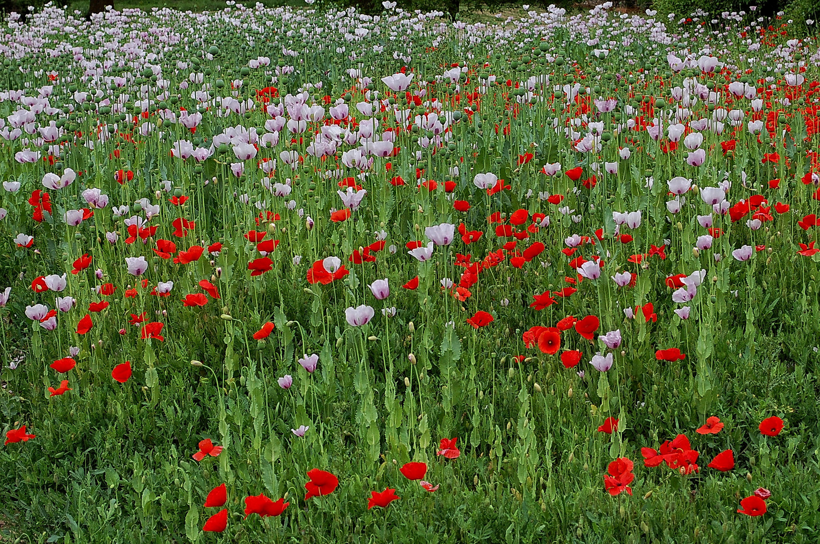 Campo de Amapolas