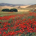 Campo de Amapolas - Poppy Fields