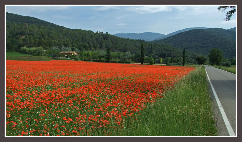 Campo de amapolas (sant aniol, gerona)