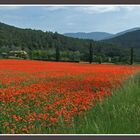 Campo de amapolas (sant aniol, gerona)