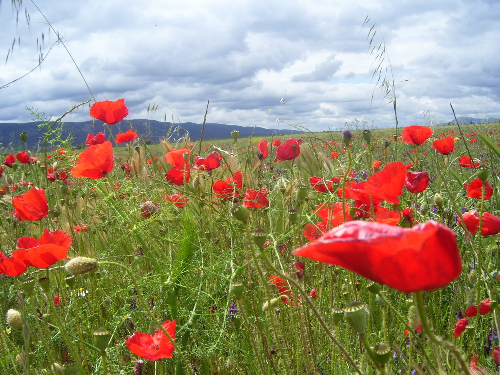 CAMPO DE AMAPOLAS...FERNANDO LÓPEZ   fOTOGRAFÍAS...