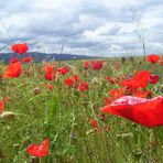 CAMPO DE AMAPOLAS...FERNANDO LÓPEZ   fOTOGRAFÍAS...