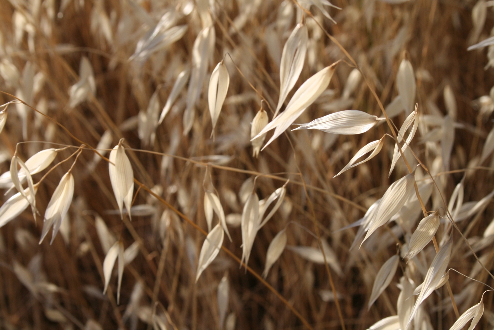 Campo de avena