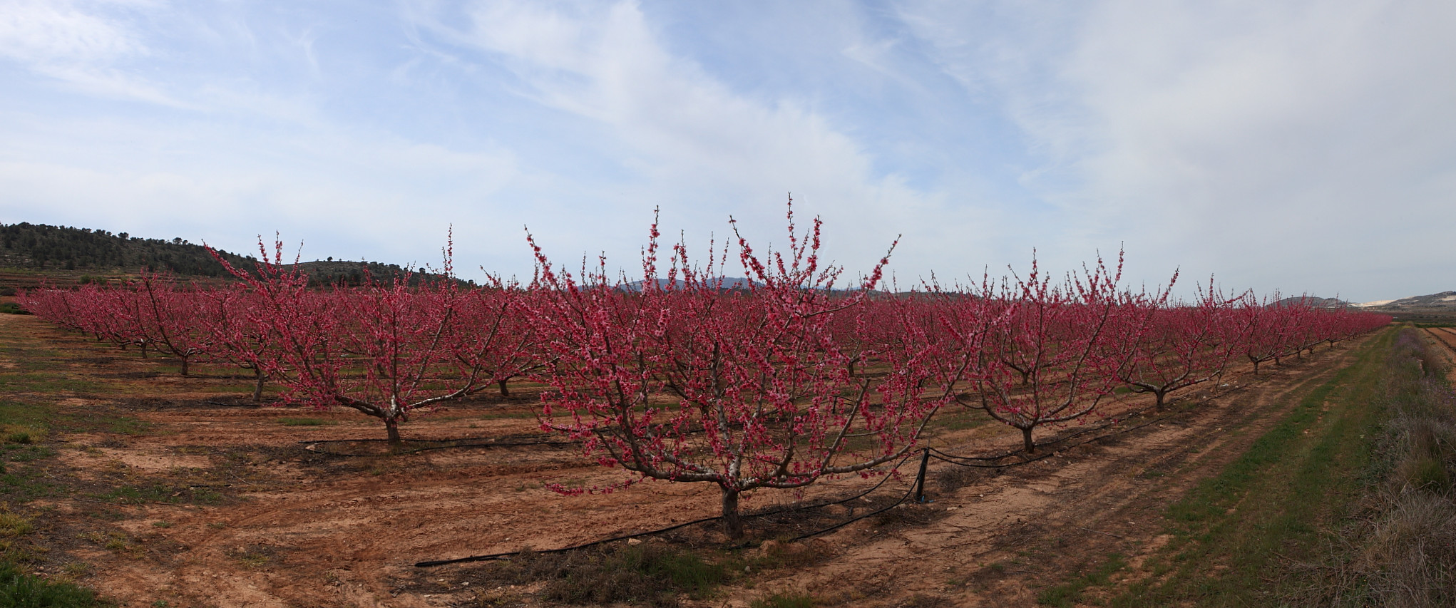 Campo de bresquillas en floracion