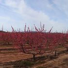 Campo de bresquillas en floracion