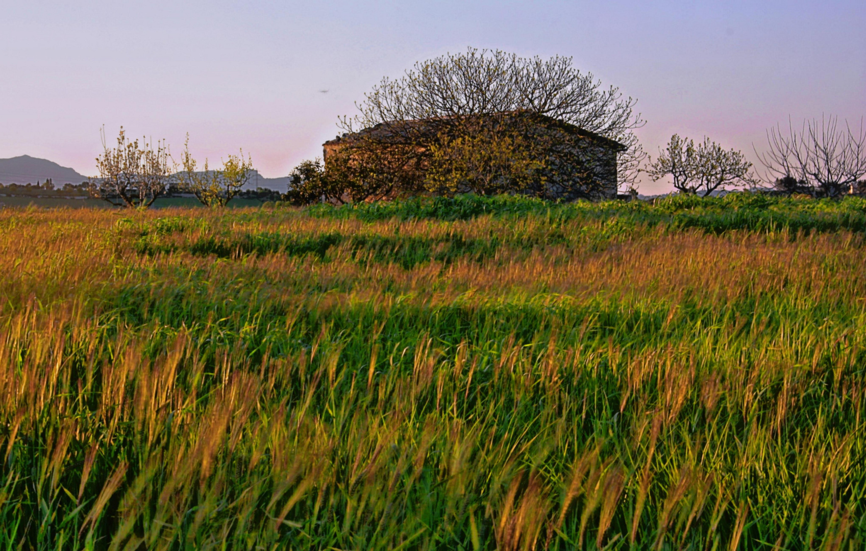 Campo de cebada