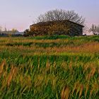 Campo de cebada