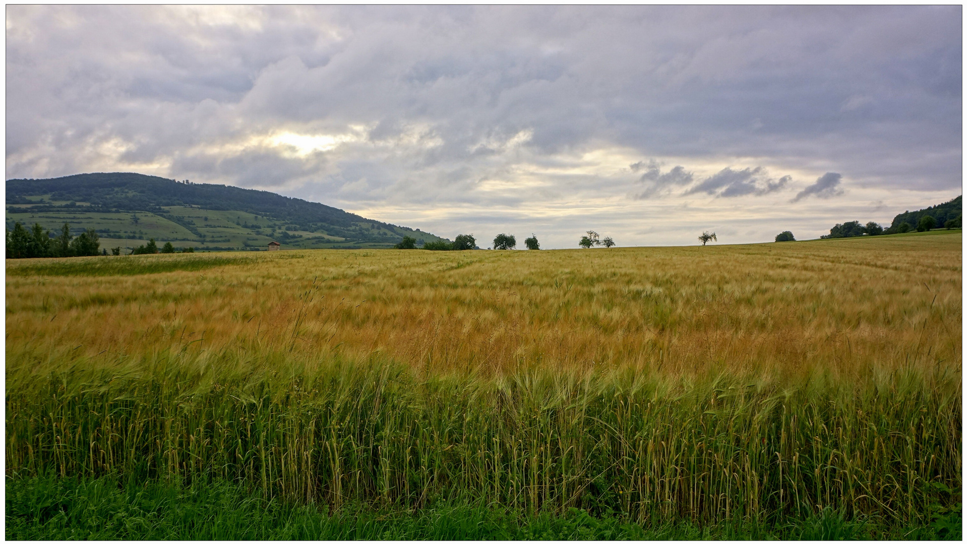 campo de cerales V (Getreidefeld V)