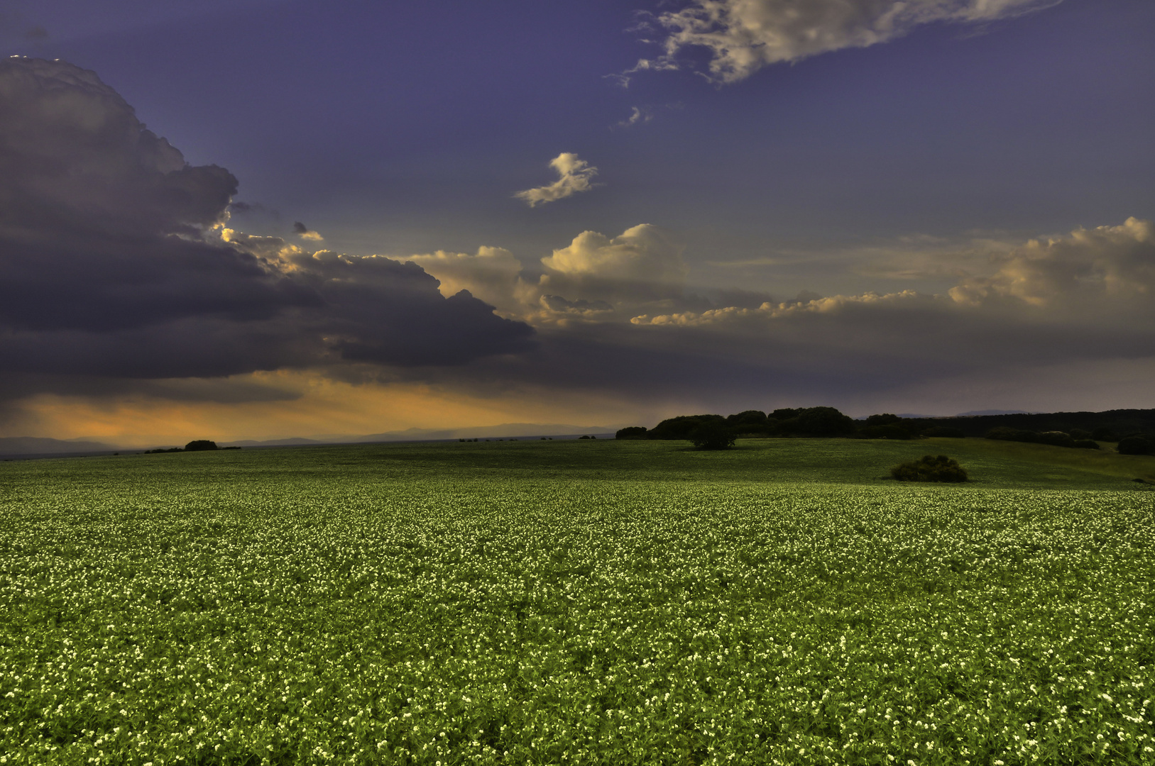 Campo de Chiloeches