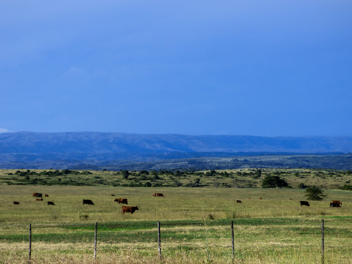 Campo de cria