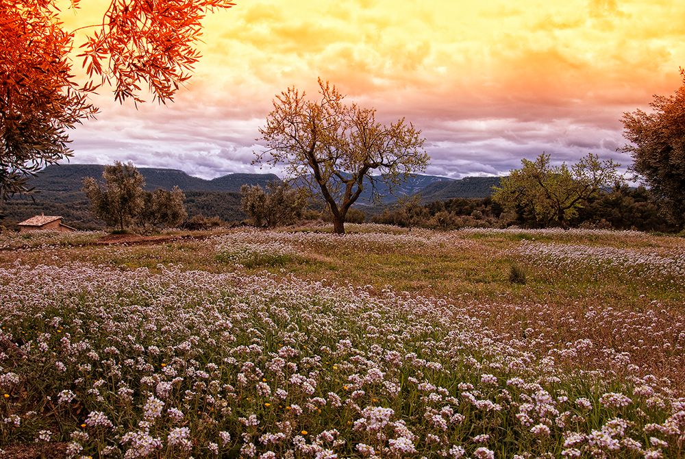 Campo de flores