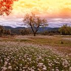 Campo de flores