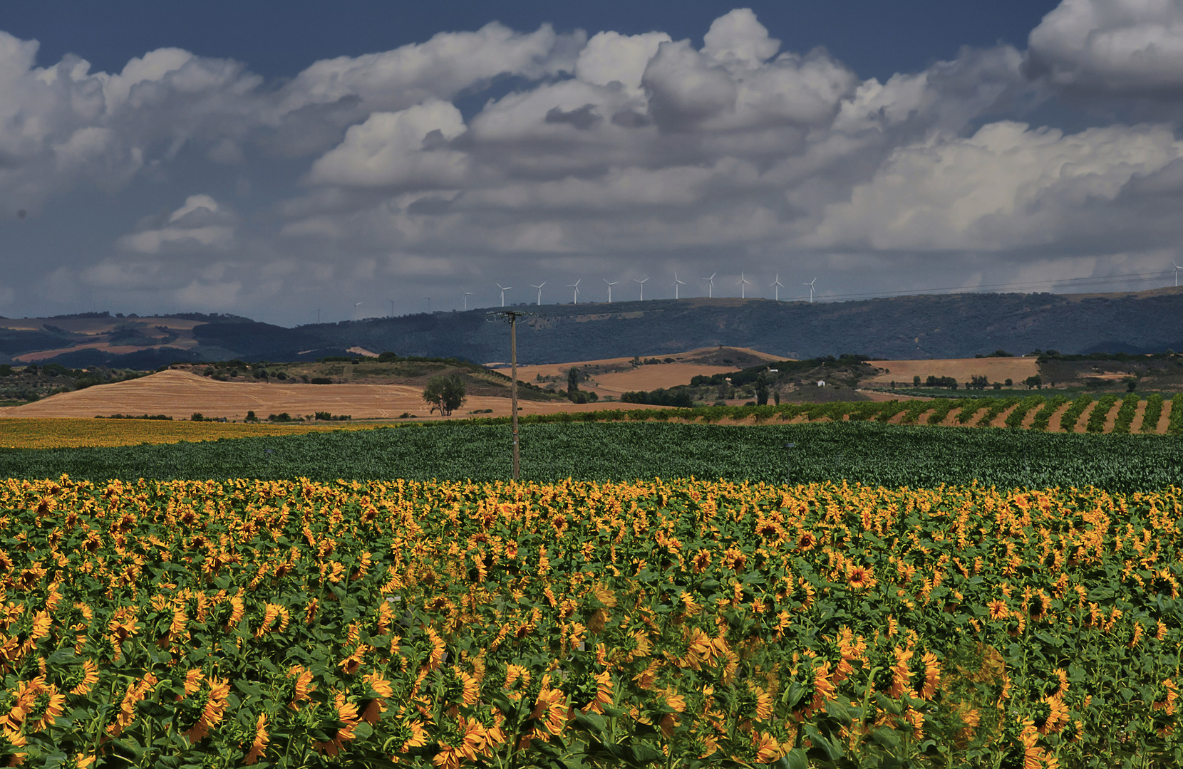 CAMPO DE GIRASOLES