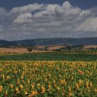 CAMPO DE GIRASOLES