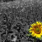 Campo de girasoles