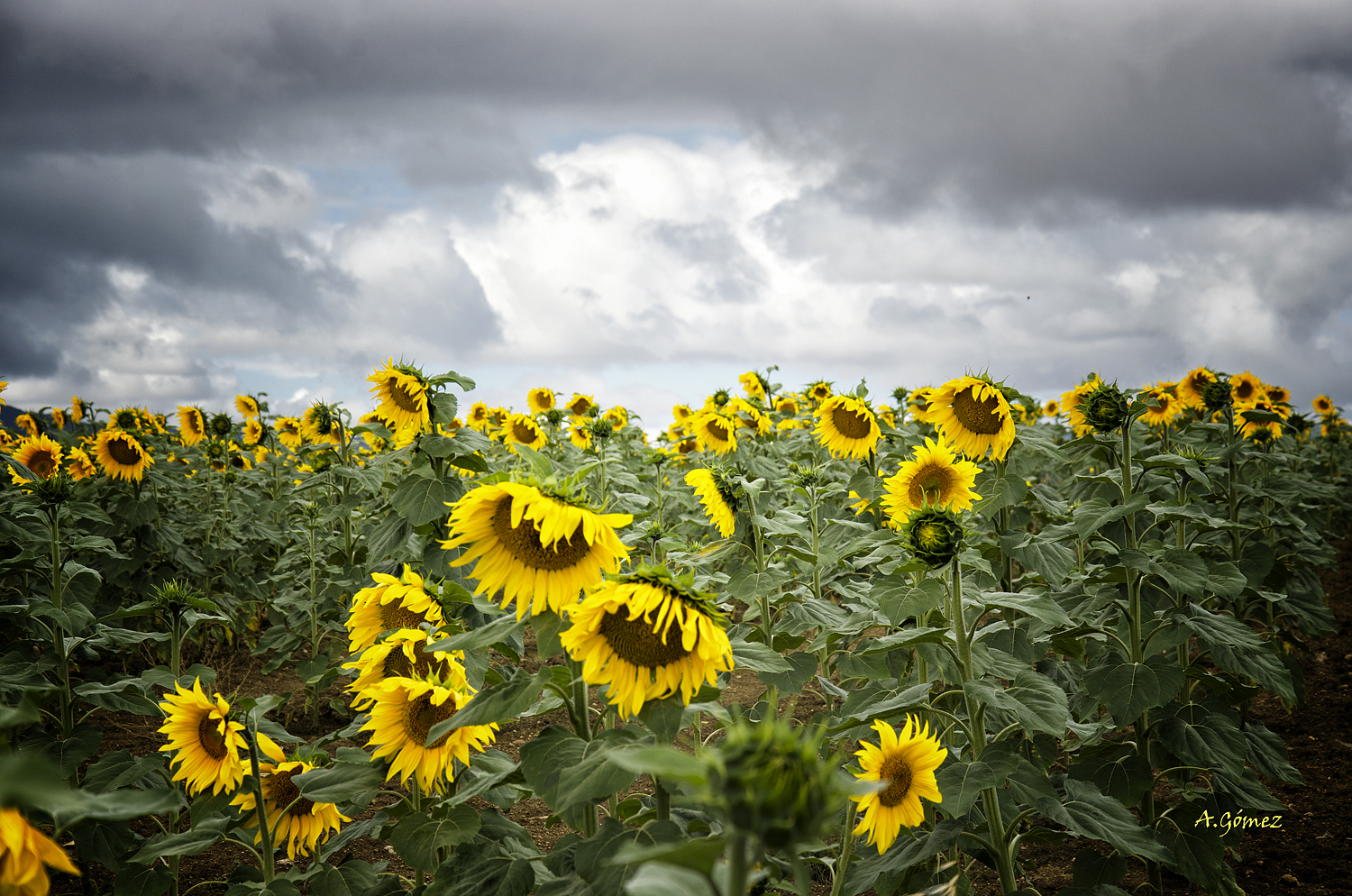 Campo de girasoles