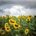 Campo de girasoles