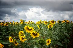 Campo de girasoles