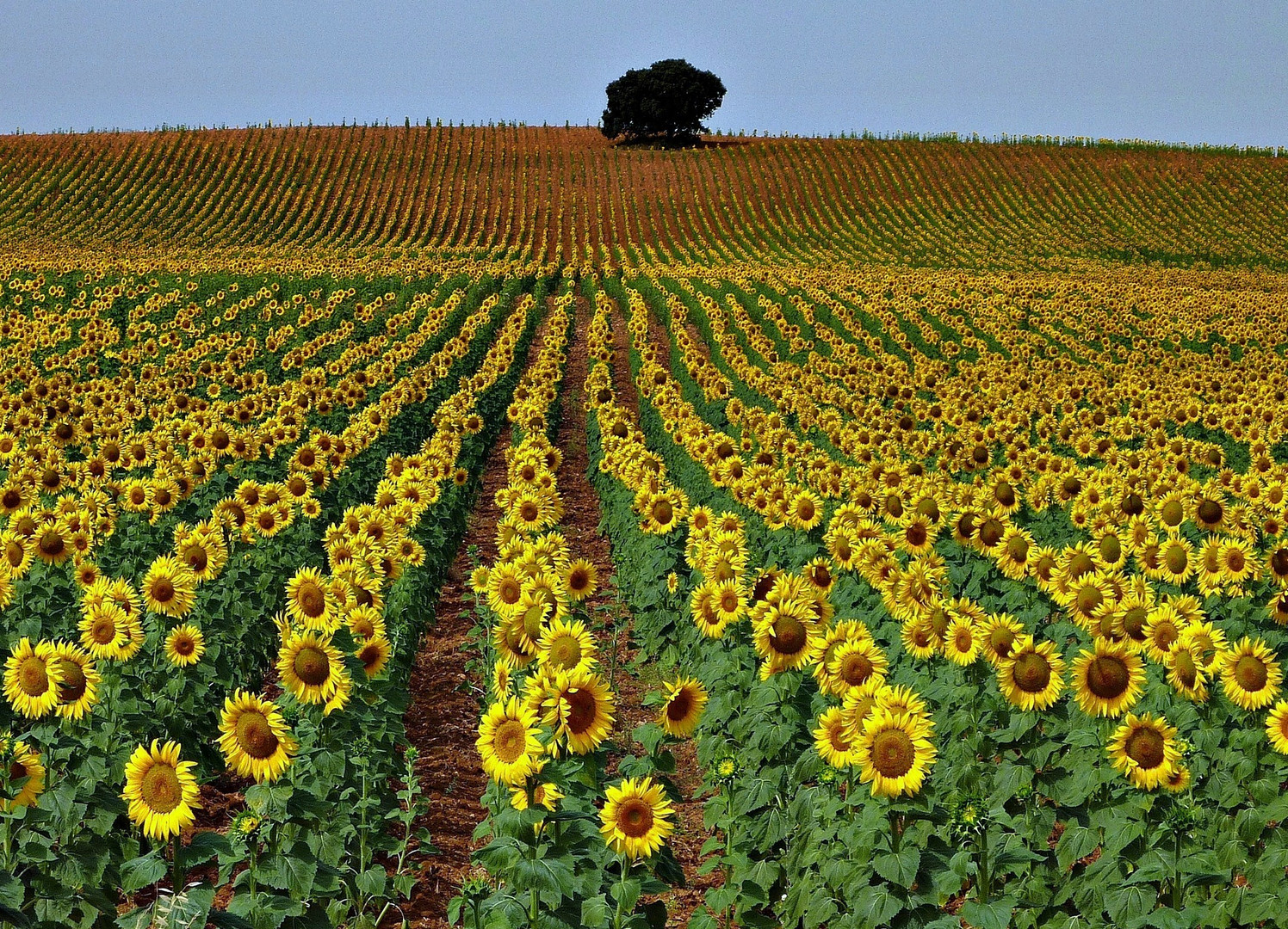 CAMPO DE GIRASOLES