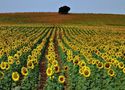 CAMPO DE GIRASOLES de Ramiro Marcos Rueda 