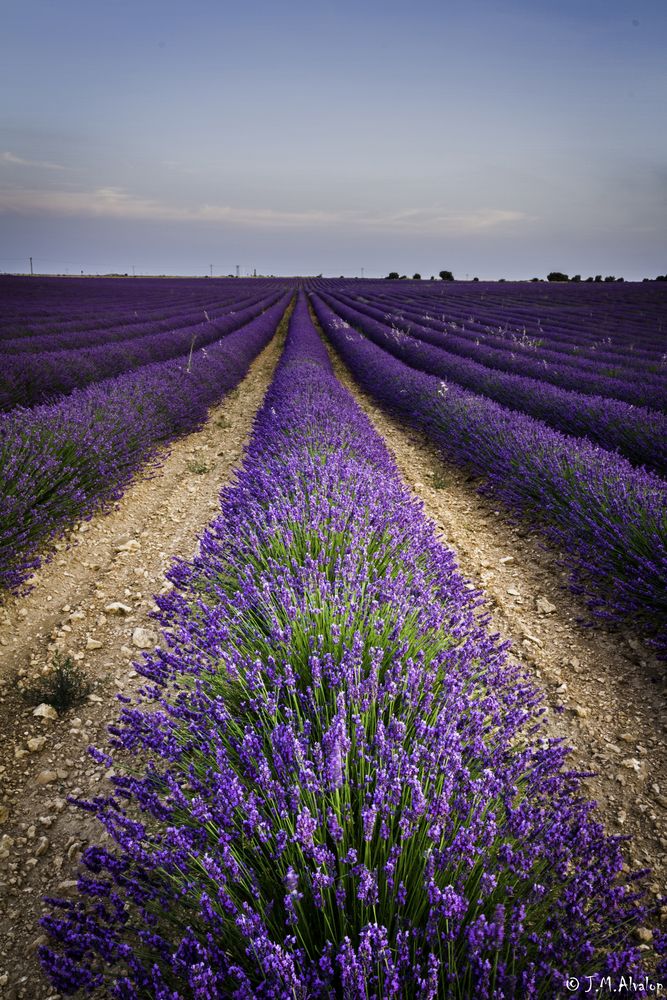 Campo de Lavanda de Brihuega