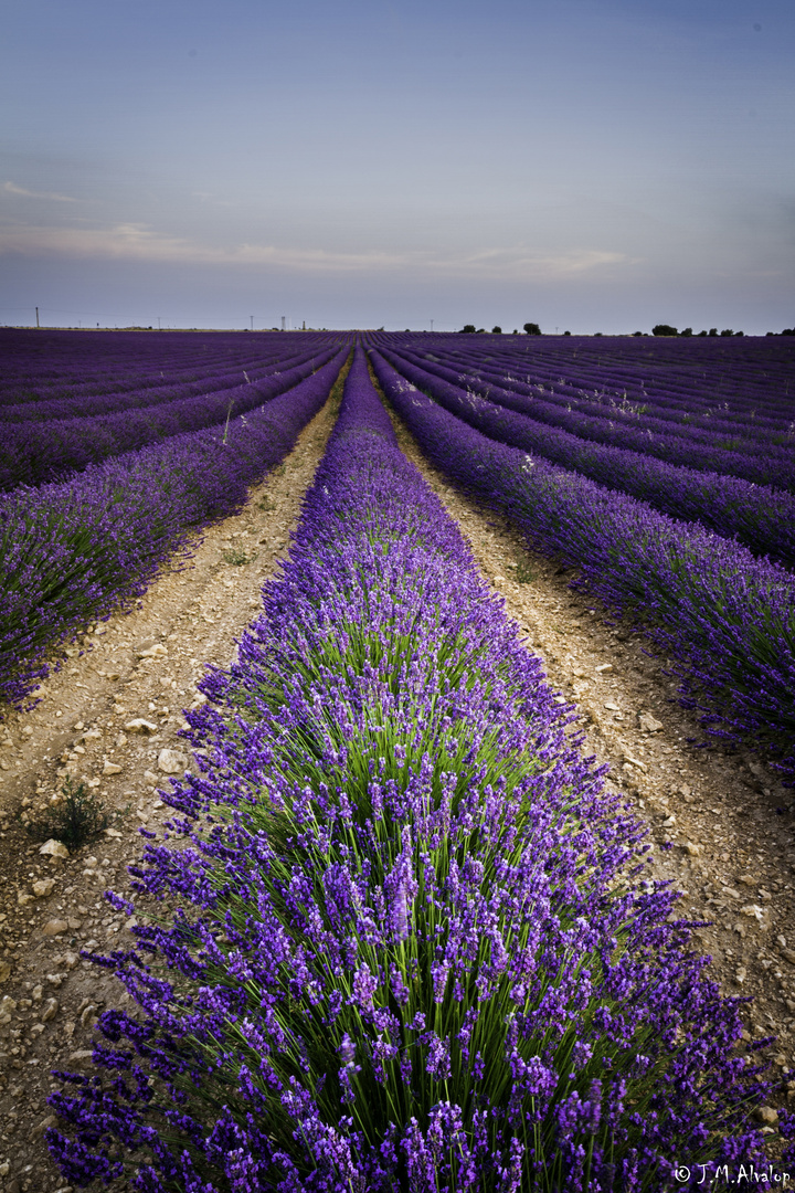 Campo de Lavanda de Brihuega