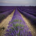 Campo de Lavanda de Brihuega