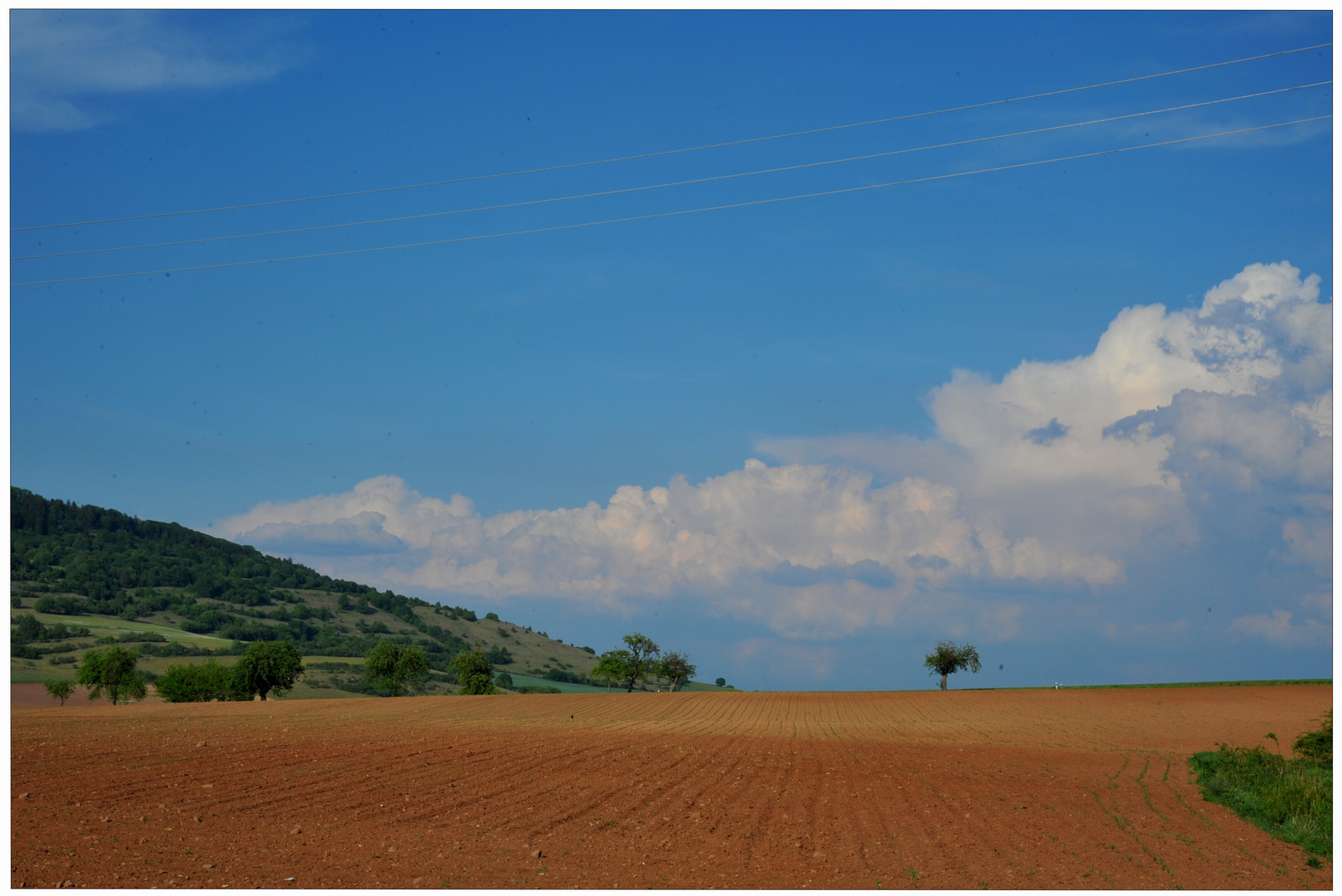 campo de maíz cerca de mi casa