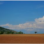 campo de maíz cerca de mi casa