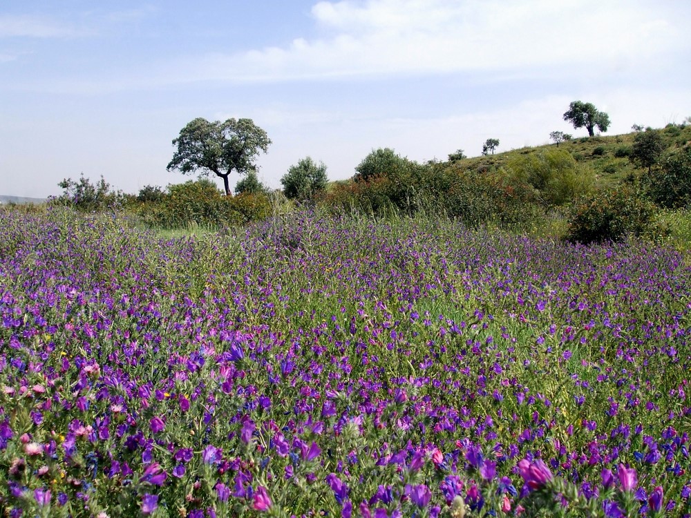 Campo de malvas