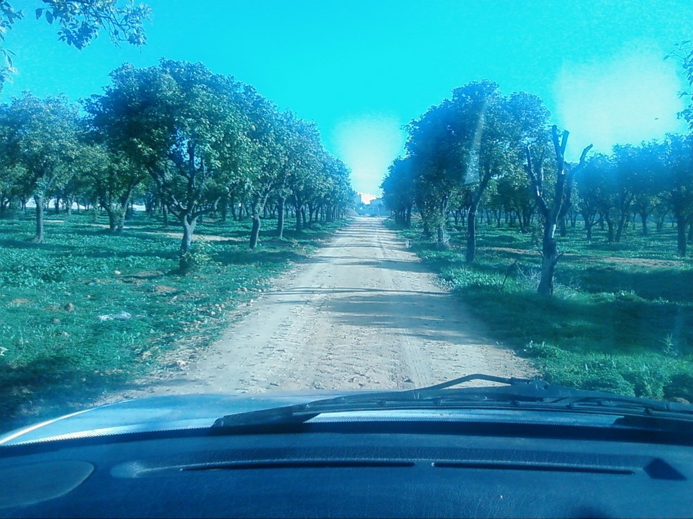 Campo de Naranjos