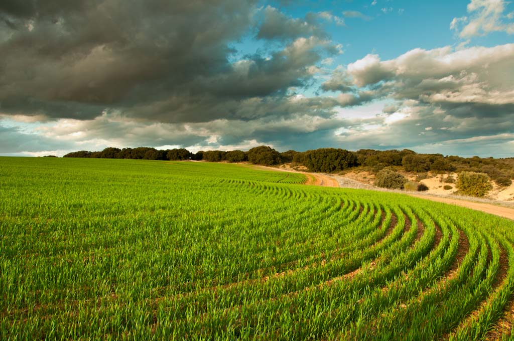 Campo de primavera