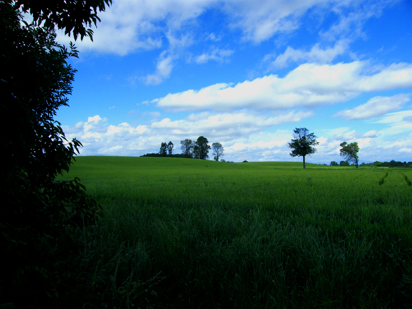 Campo de Trigo