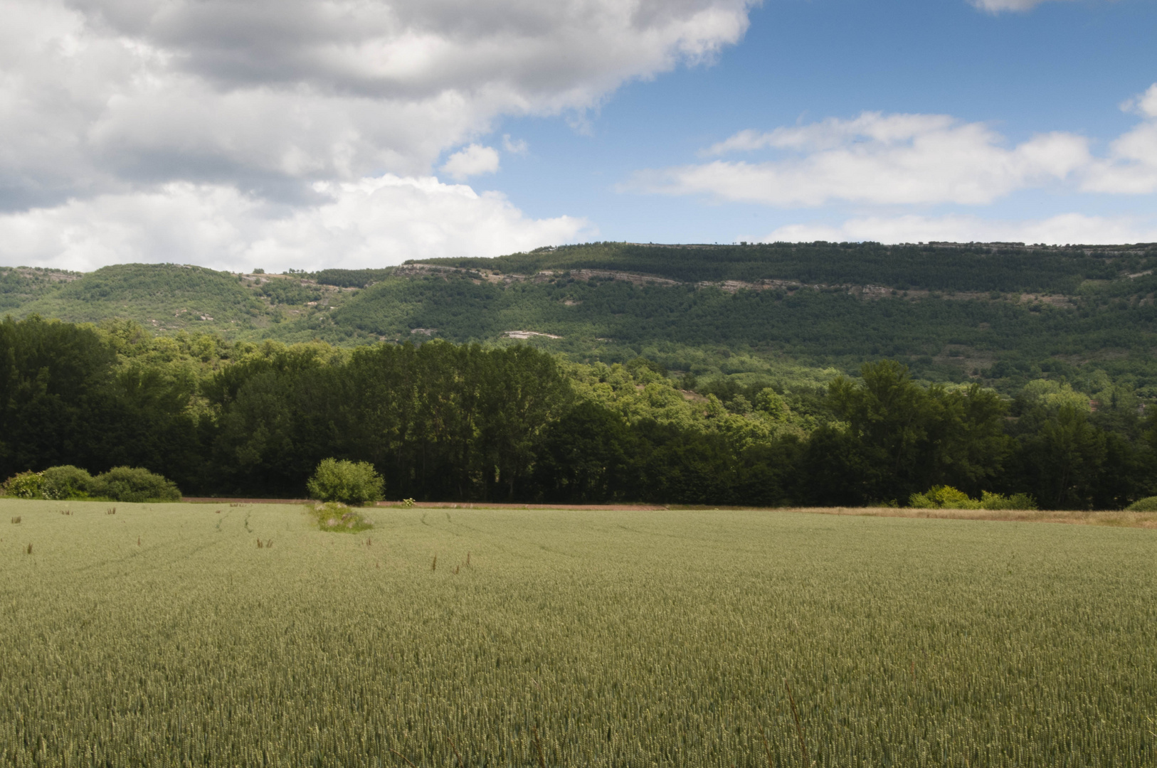 Campo de trigo en San Martin de Elines