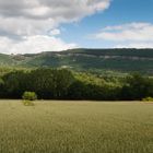 Campo de trigo en San Martin de Elines