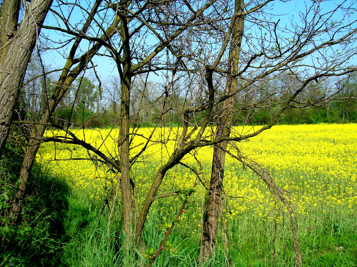 Campo di colza sulle rive dell'Adda.