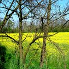 Campo di colza sulle rive dell'Adda.