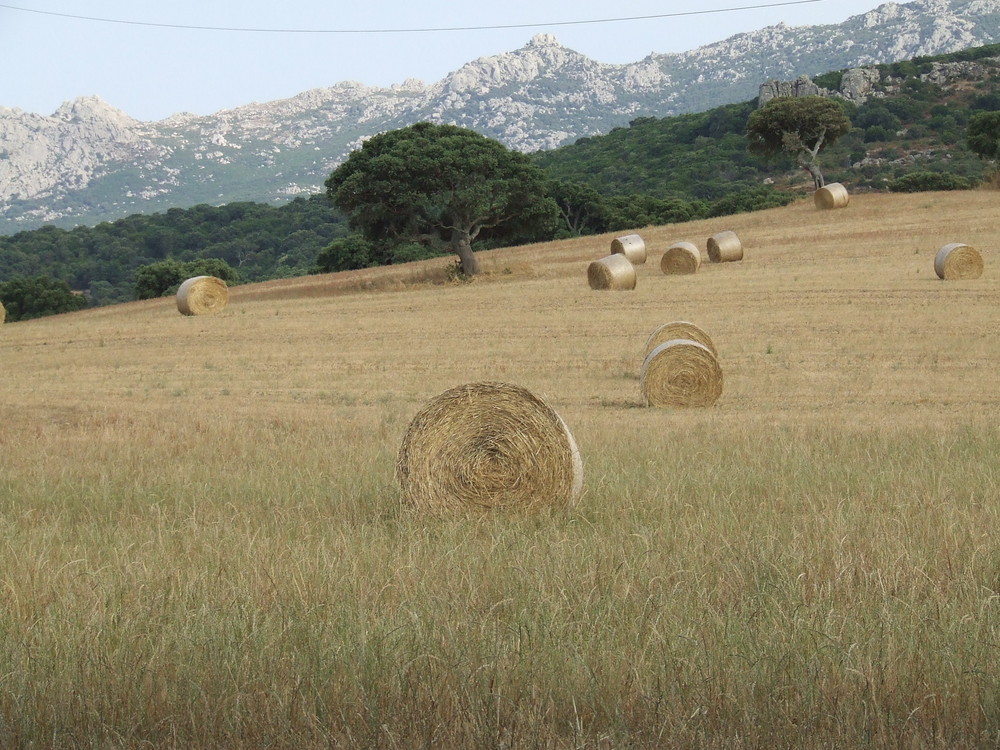 Campo di fieno