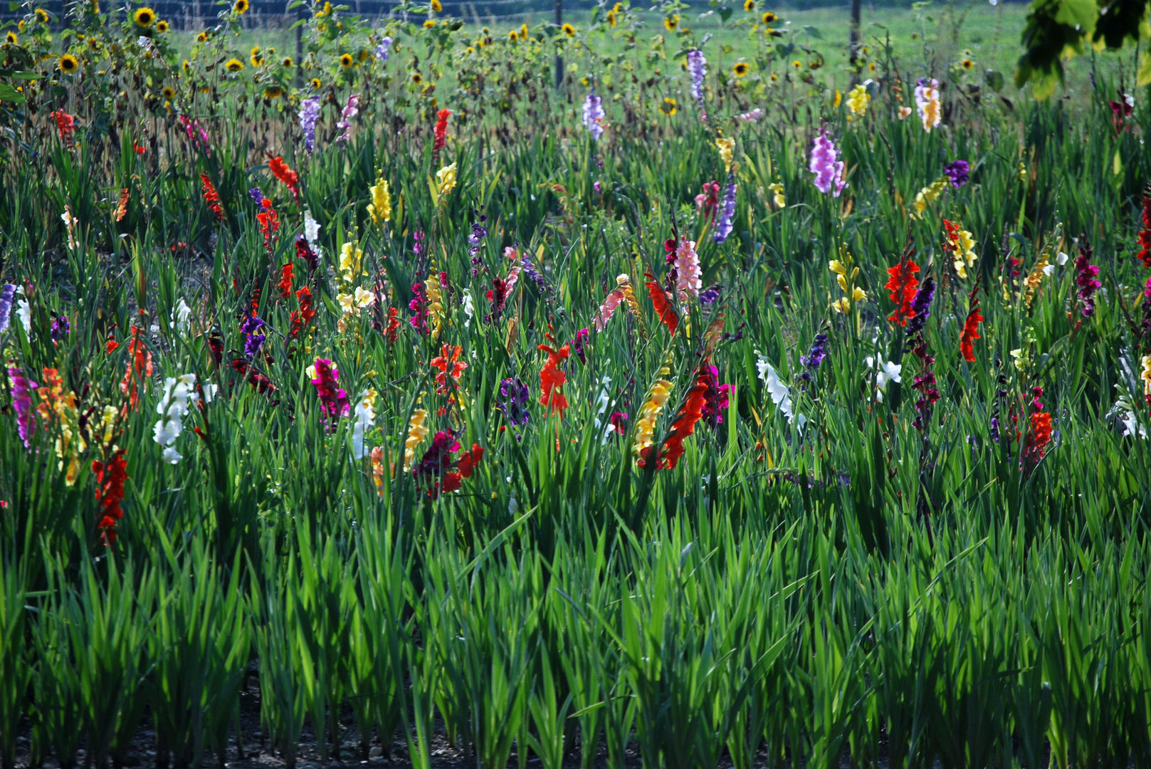 Campo di fiori Foto % Immagini| piante, fiori e funghi ...