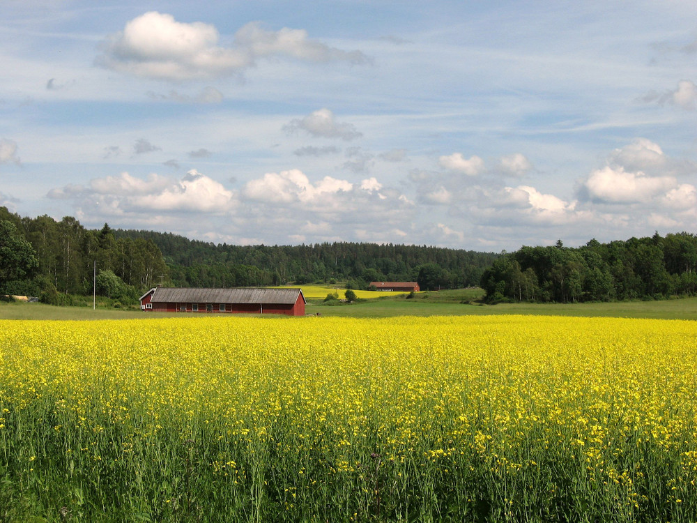 Campo di fiori Kungsbacka ( Svezia)