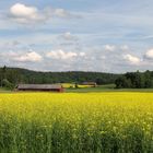 Campo di fiori Kungsbacka ( Svezia)