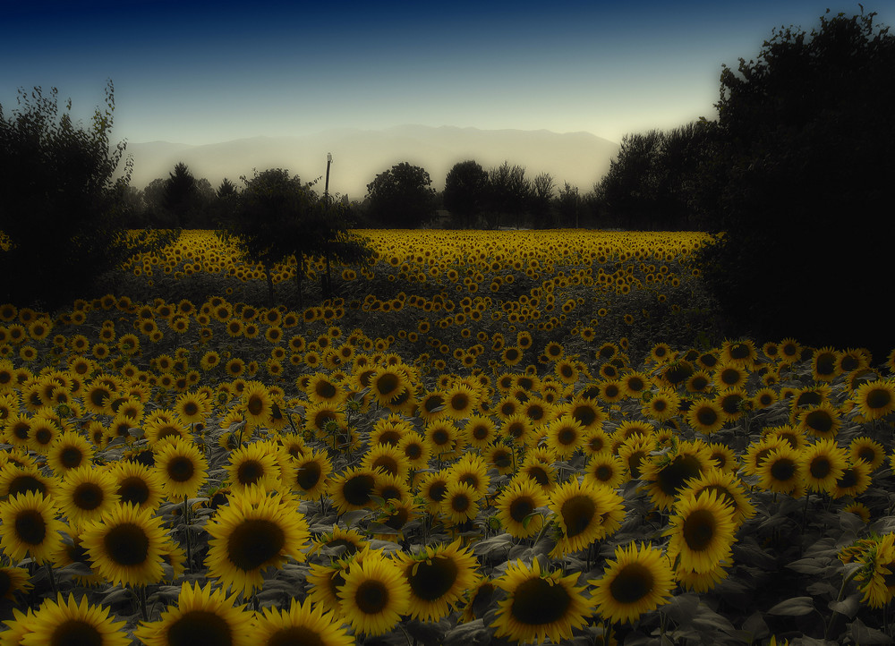 ...campo di girasole!!