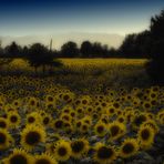 ...campo di girasole!!