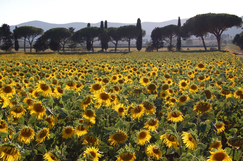 campo di girasoli