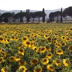 campo di girasoli