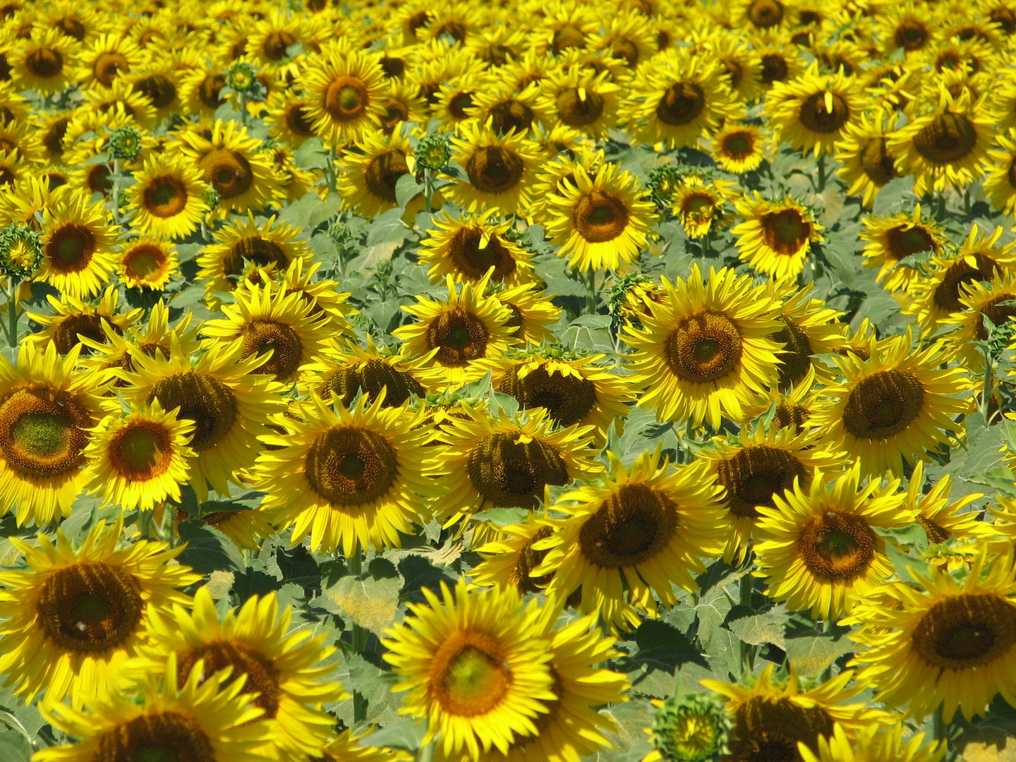 campo di girasoli