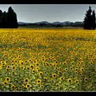 campo di  girasoli