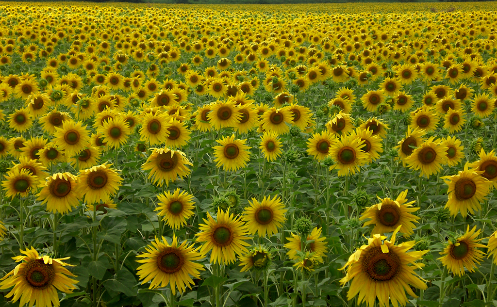 campo di girasoli