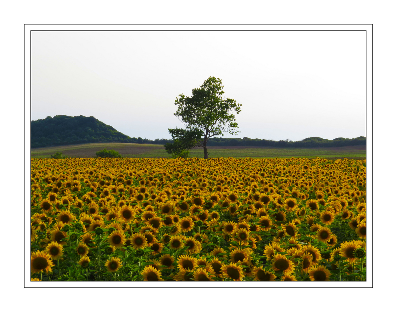 Campo di girasoli